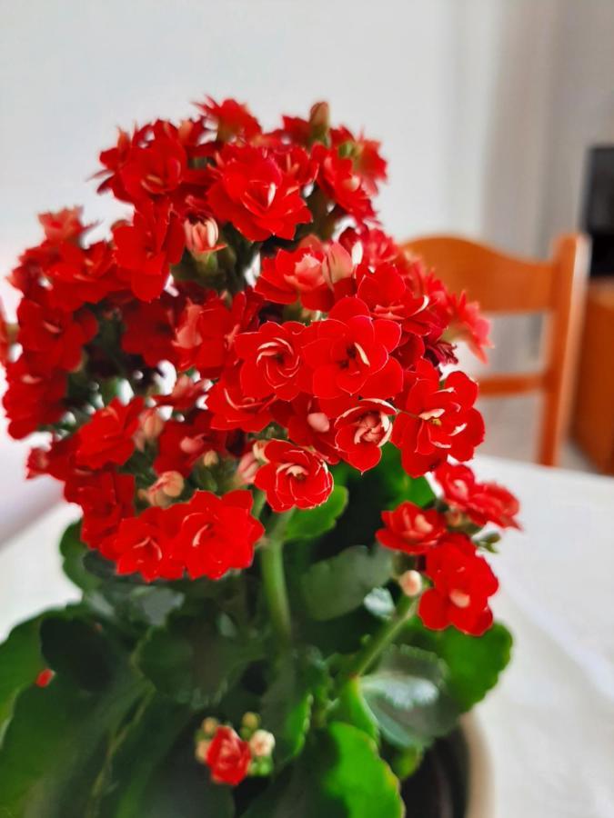 Ammousa Hotel Apartments Lixouri Dış mekan fotoğraf